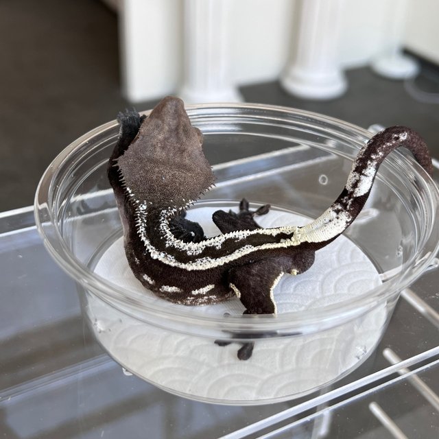Super Stripe Axanthic White Spot