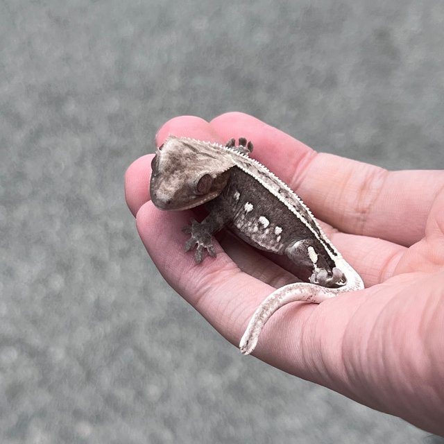 Axanthic White Spot