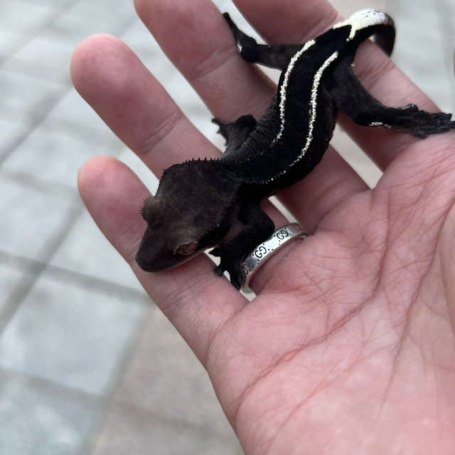 Black Axanthic Cappuccino