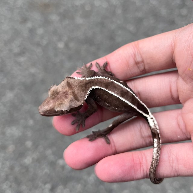 Full Pinstripe Axanthic