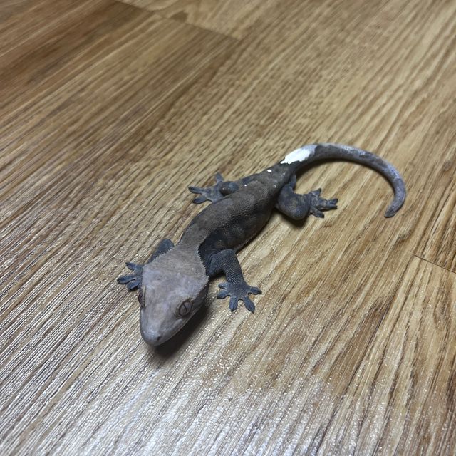 카푸치노 패턴리스