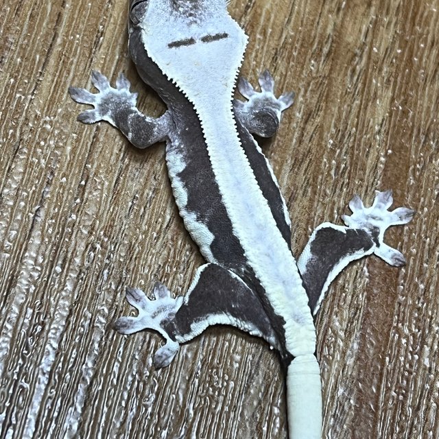 릴잔틱 솔리드백