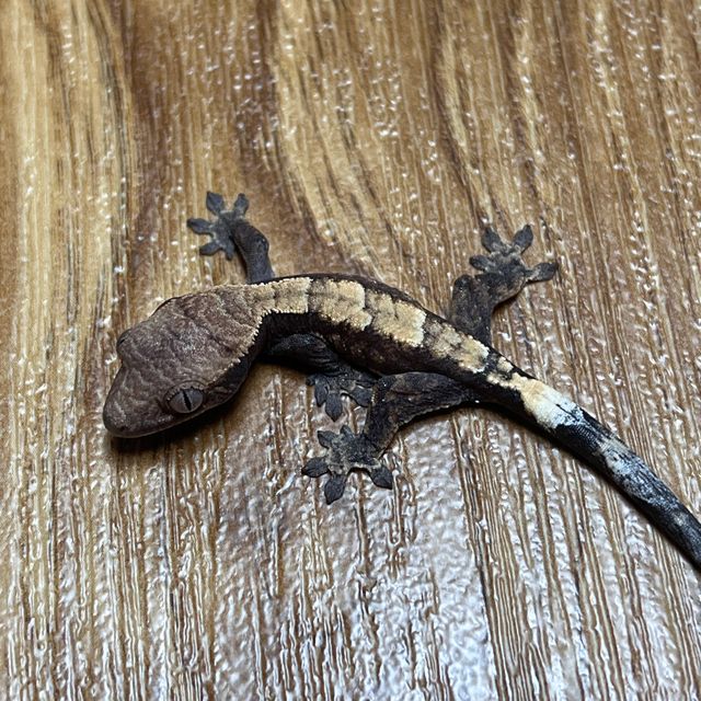 세이블 다크
