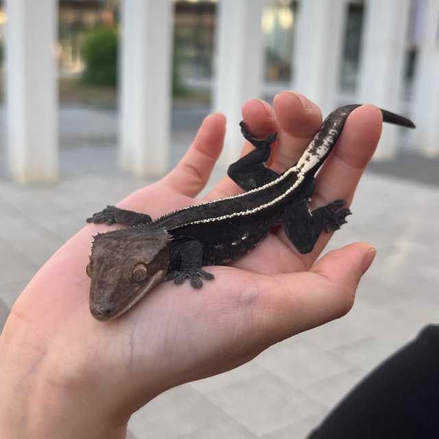 Axanthic Full Pinstripe Black