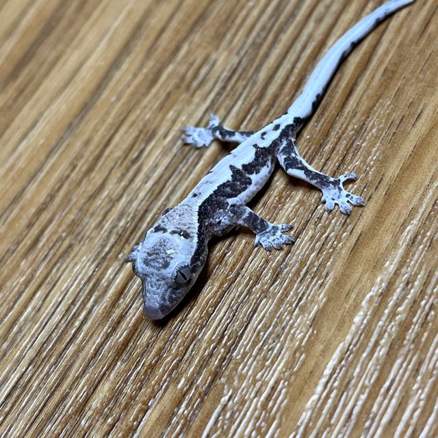 프라푸치노 아잔틱 릴잔틱