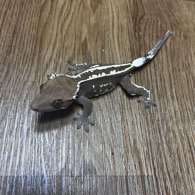 카푸치노 엠티백