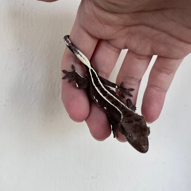 아잔틱 풀핀 화이트핀