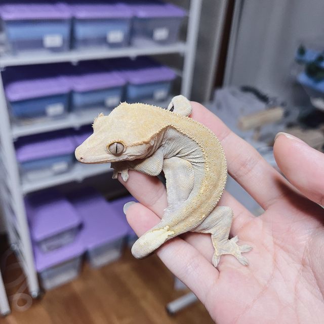 하이포 카푸치노
