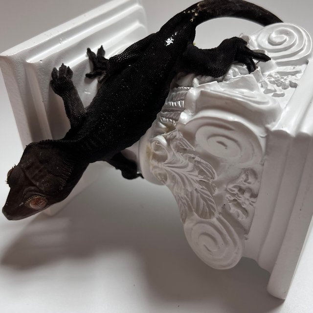 챠콜 팬텀 카푸치노