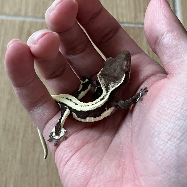 Lilly Axanthic