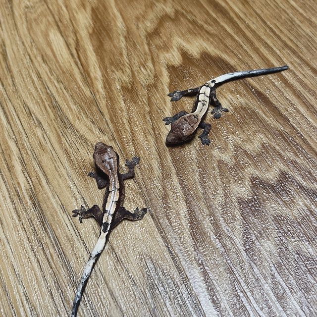세이블 트라이