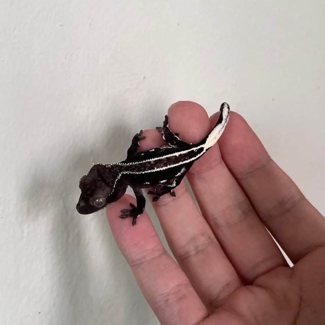 Axanthic White Spot Full Pinstripe White Pin