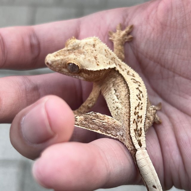 100% Het Axanthic Super Stripe