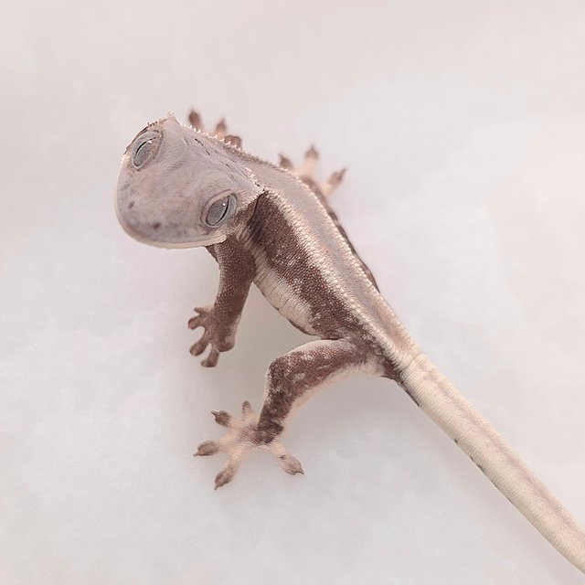 Lilly White Chocho Solid Back