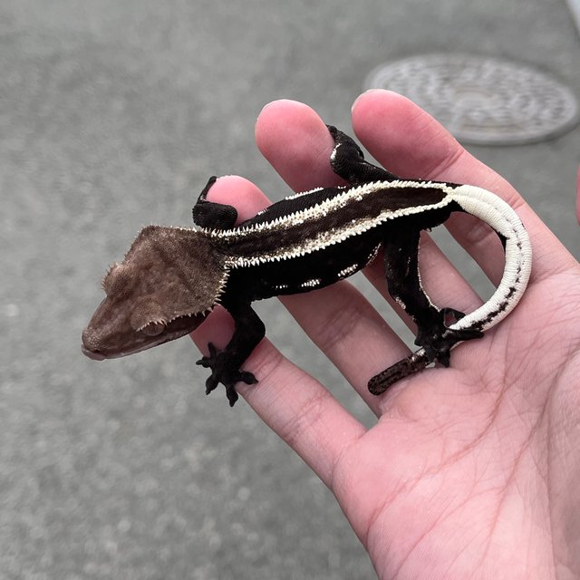 Super Stripe Full Pinstripe Axanthic