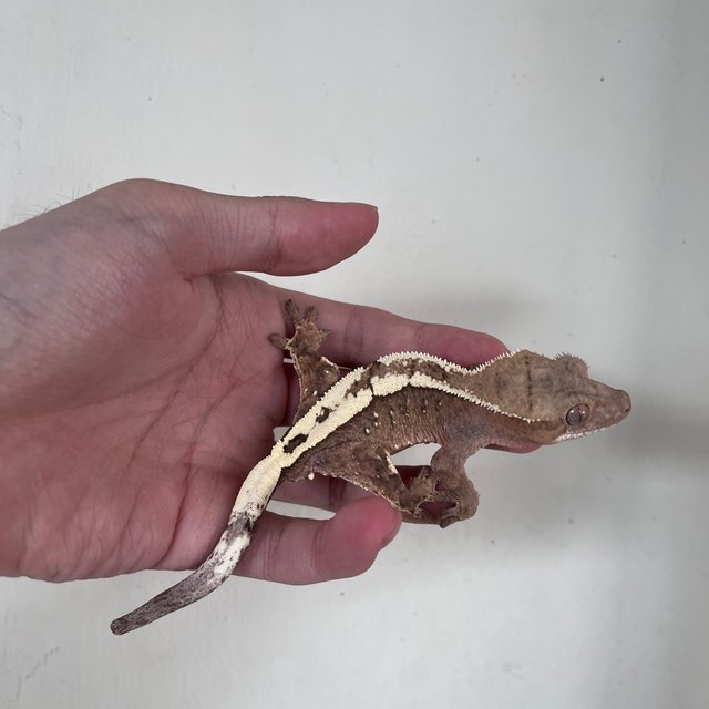 세이블 100%헷아잔틱