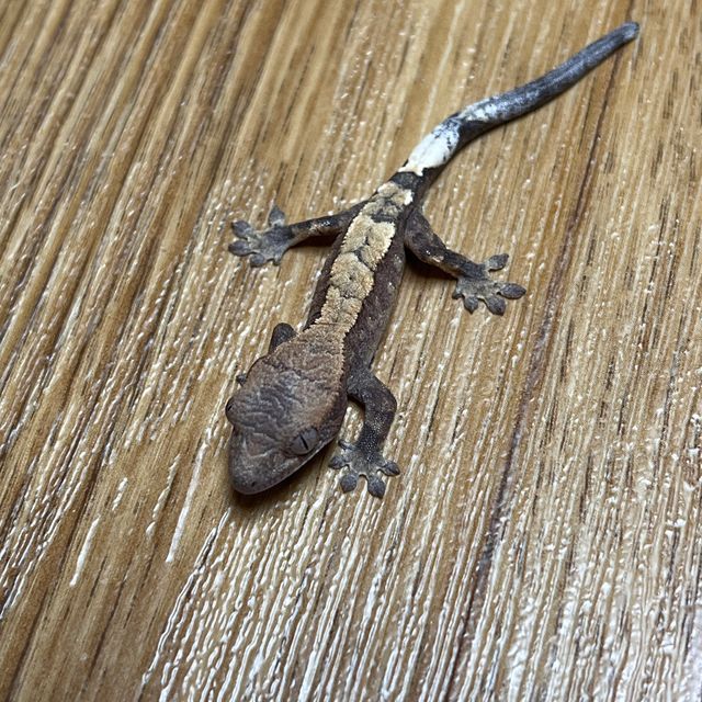 세이블
