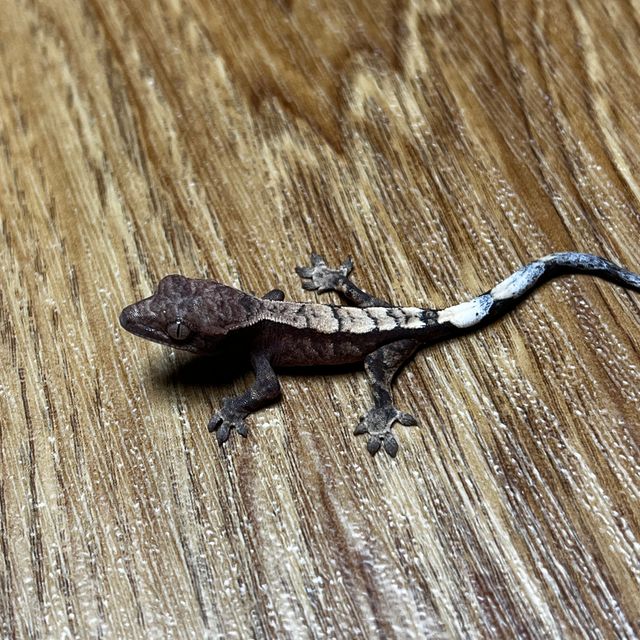 세이블