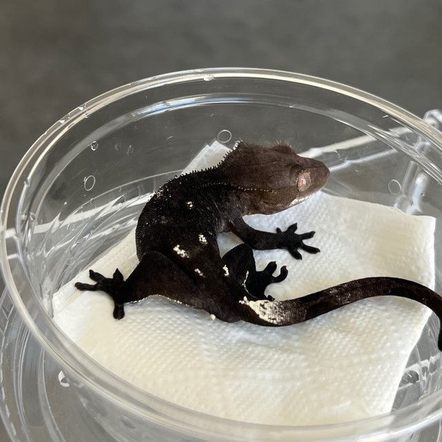 Axanthic