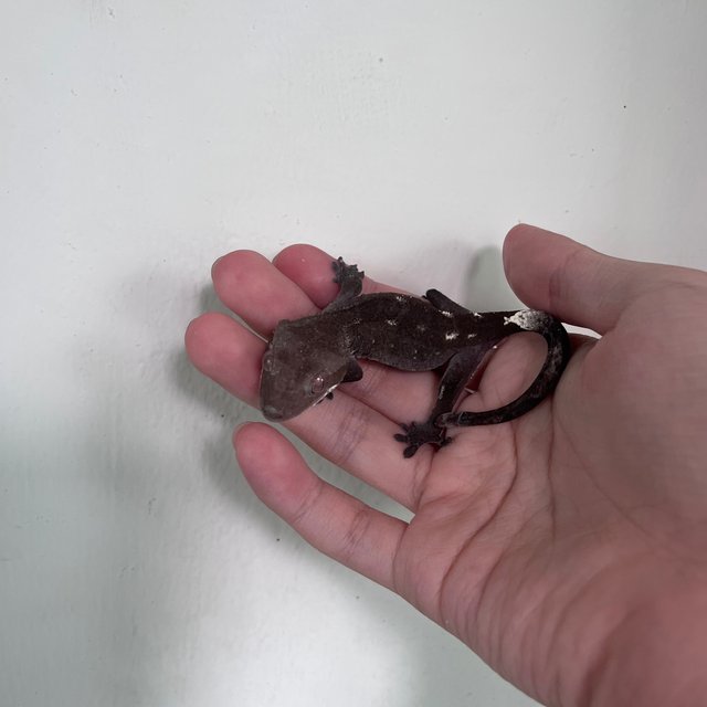 Axanthic
