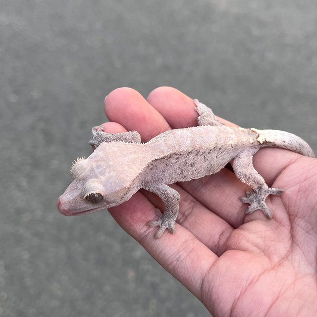 Hypo Cappuccino
