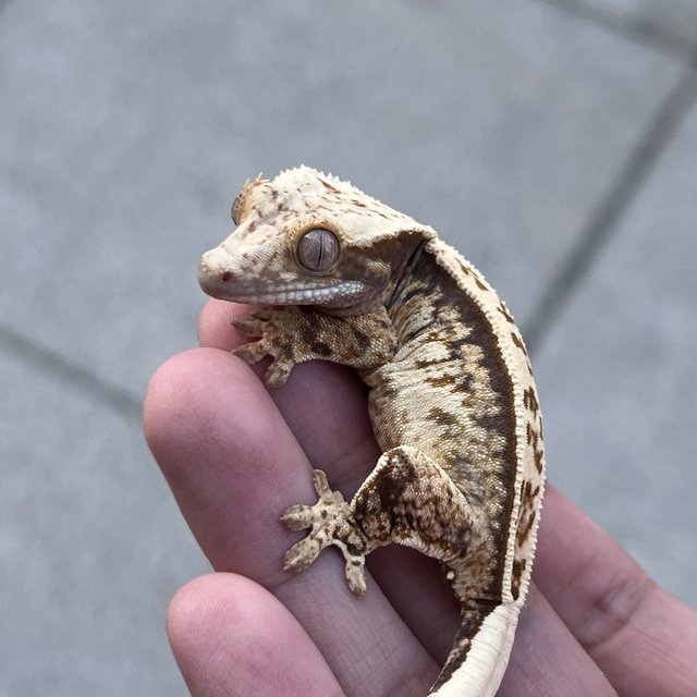 White White Spot 100% Het Axanthic
