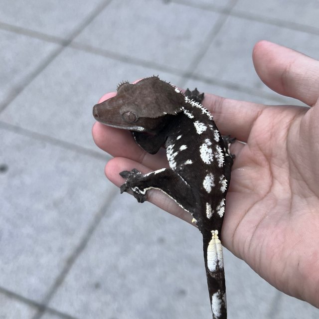 Sable Axanthic