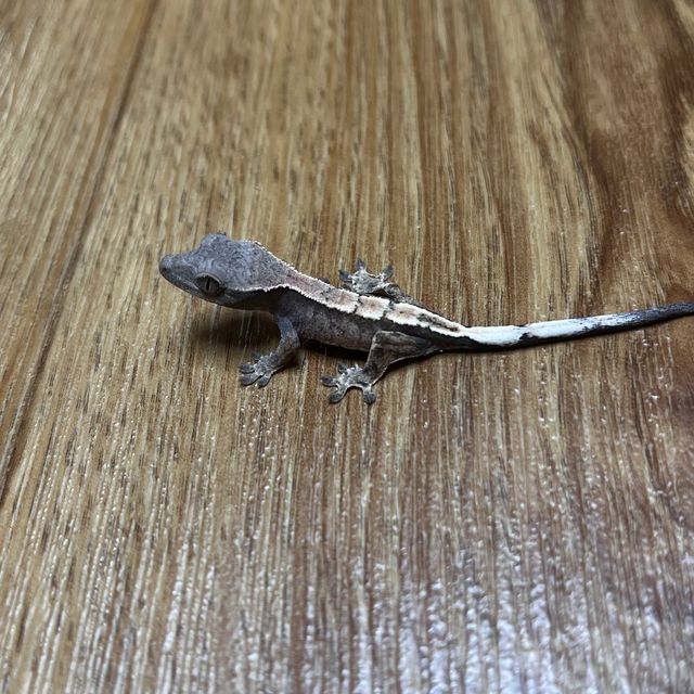 세이블
