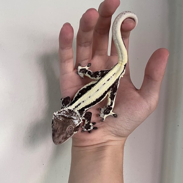 Lilly Axanthic Dark Solid Back