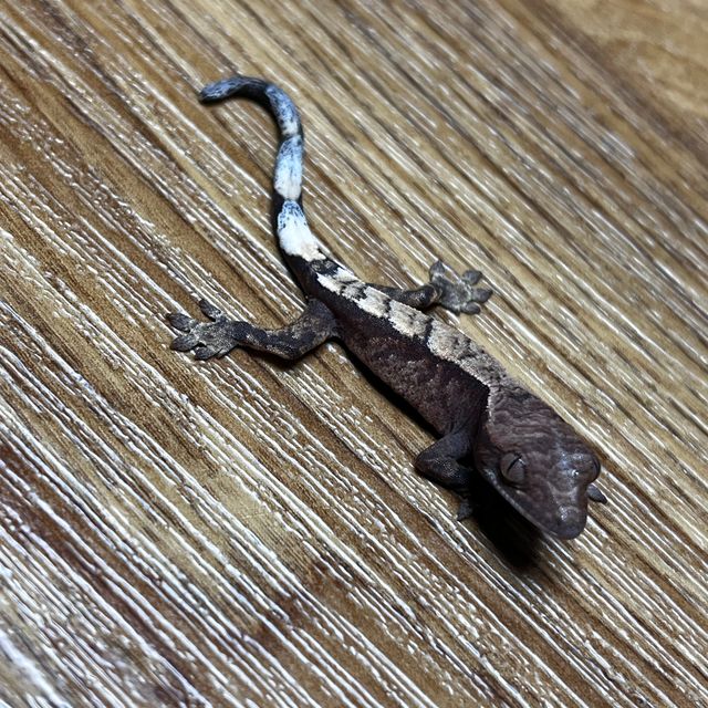 세이블