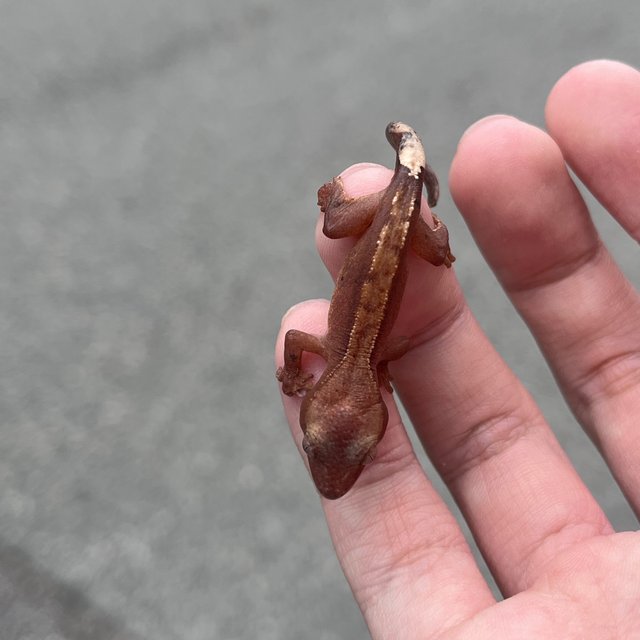 Hypo