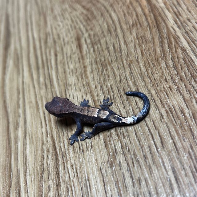 다크 세이블