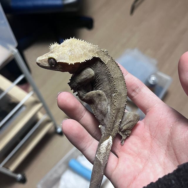 아잔틱 챠콜