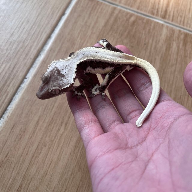 릴잔틱 솔리드백