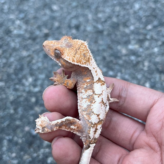 100% Het Axanthic Sable Tri