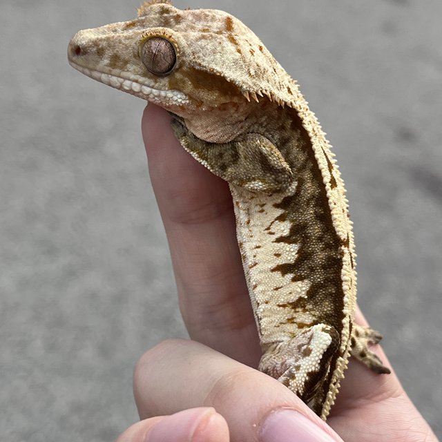 White White Spot 100% Het Axanthic