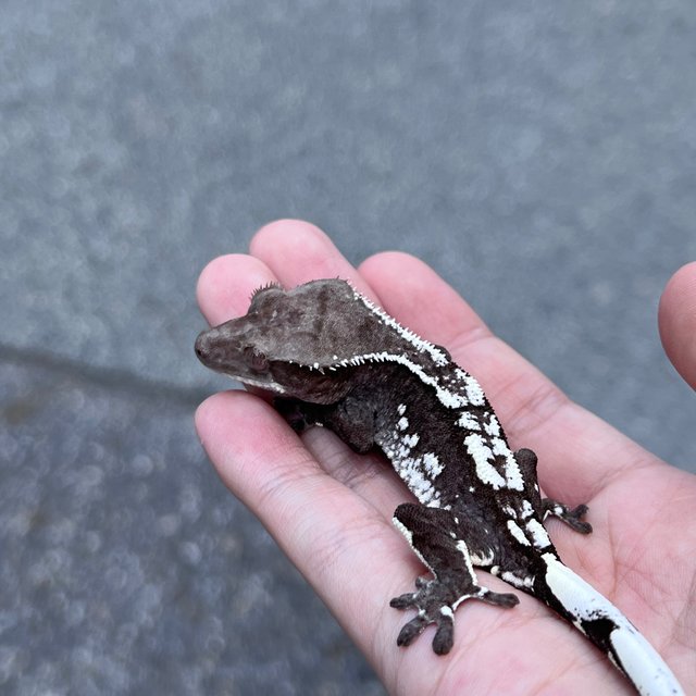 White Spot Axanthic