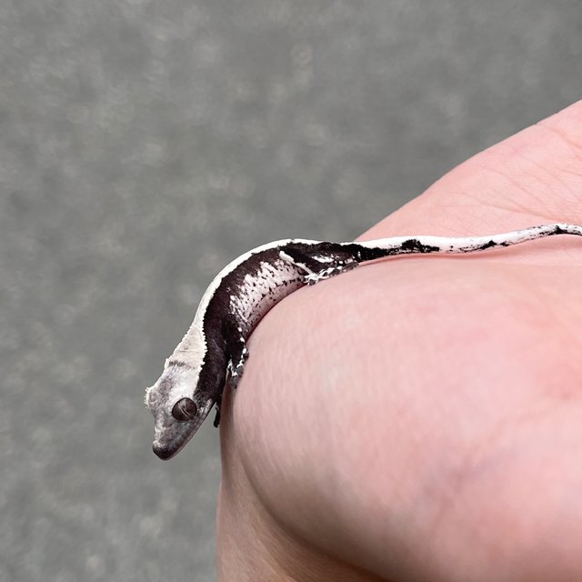 Axanthic White Spot