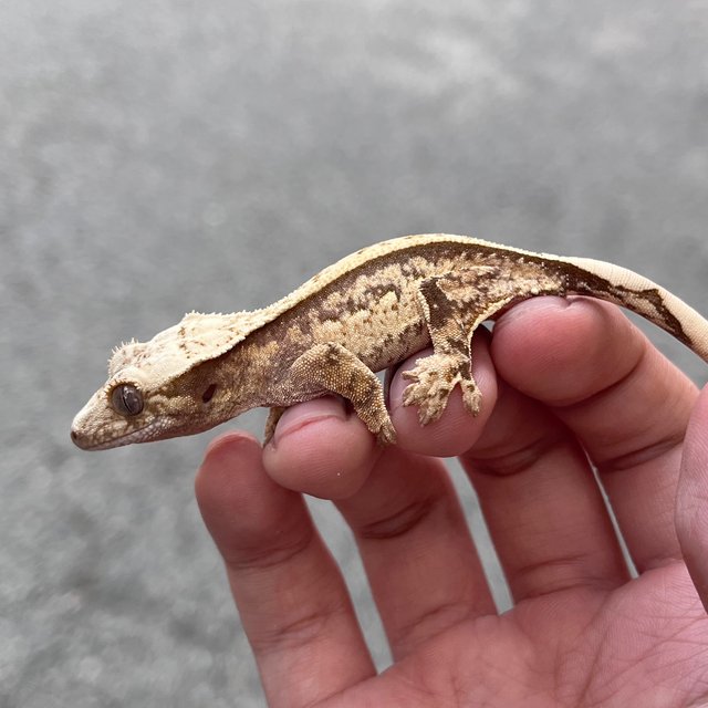 Full Pinstripe 100% Het Axanthic White Spot Quad