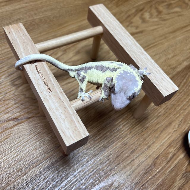 프라푸치노