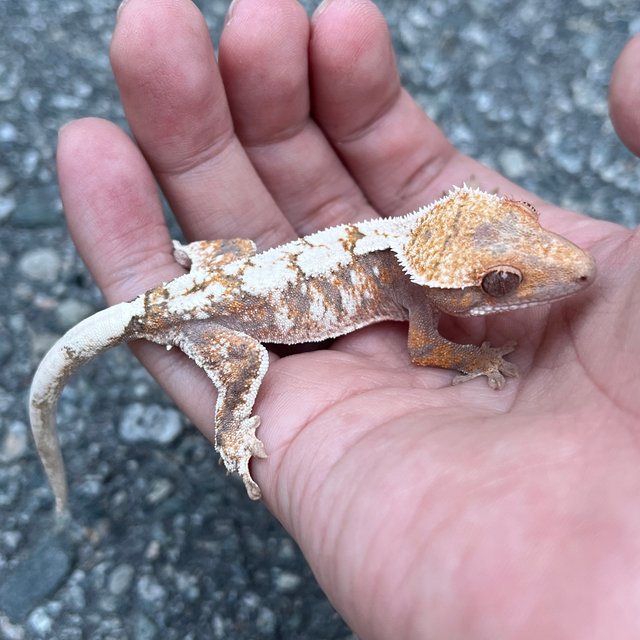 100% Het Axanthic Sable Tri
