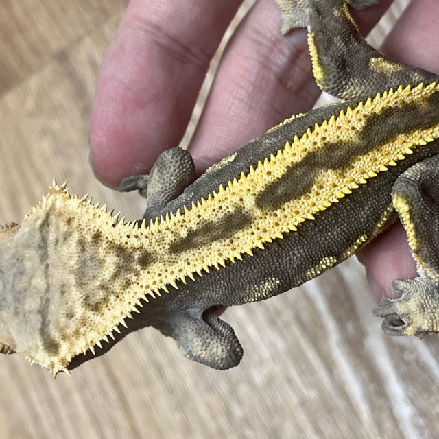 Super Stripe Empty Back