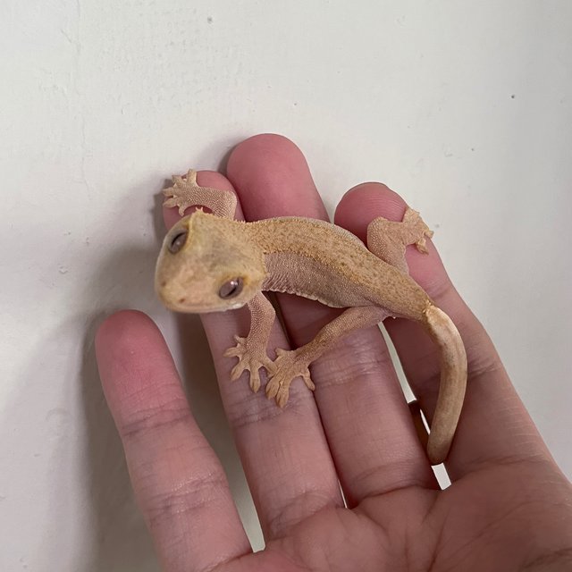 Hypo