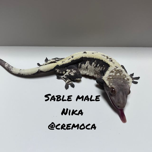다크 화이트핀 세이블