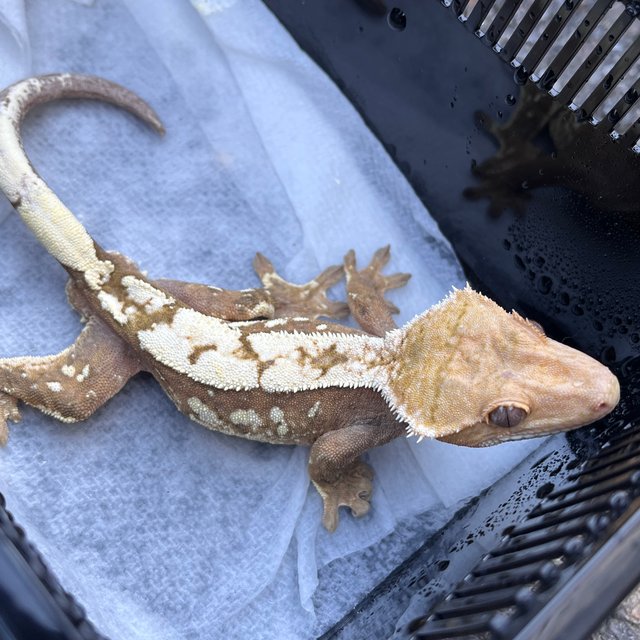 100% Het Axanthic Sable White Spot