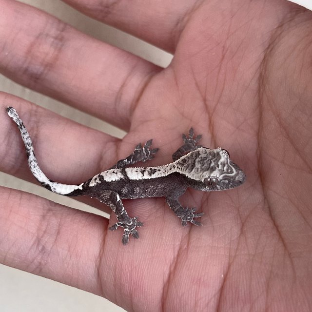 화이트 카푸치노 아잔틱