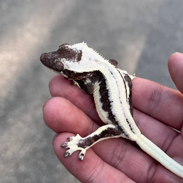 Lilly Axanthic Black Super Stripe
