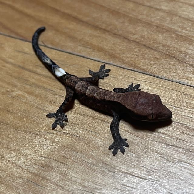 카푸치노 다크