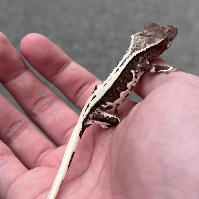Lilly Axanthic