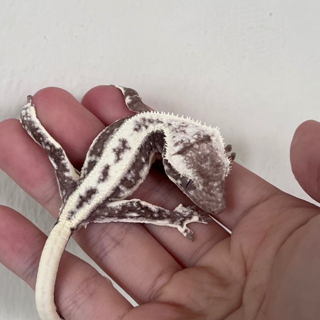 LW Sable Axanthic Lilly Axanthic Sable